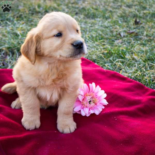 Francis, Golden Retriever Puppy